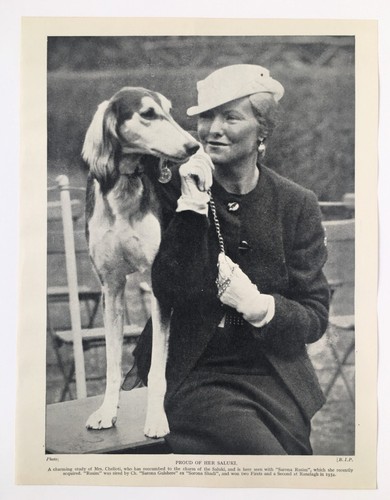 Saluki dog breed 1930s - saluki,