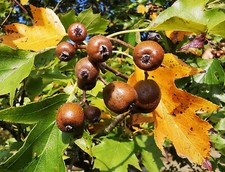SORBUS TORMINALIS, Wild