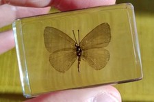 Real MOTH / Butterfly Bug Insect Preserved in Resin  Paperweight Animal Amber