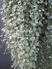Dichondra ‘Silver Falls’