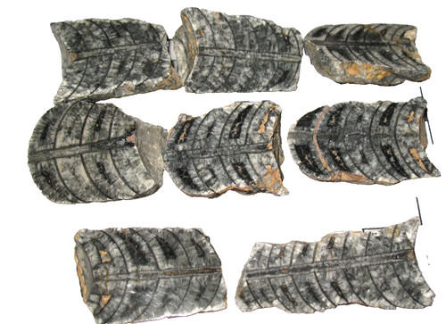 Devonian orthoceras ammonite - devonian,