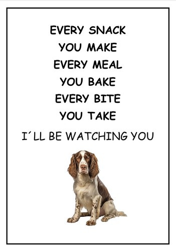 Springer spaniel ll be - springer,