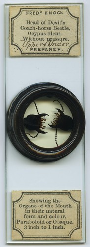 Antique microscope slide - slide, by