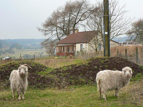 Photo 6x4 goats and - and, cottage