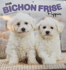 Bichon Frise puppies dog Calendar 2026 large 12” square New