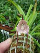 Rare Dracula houtteana orchid