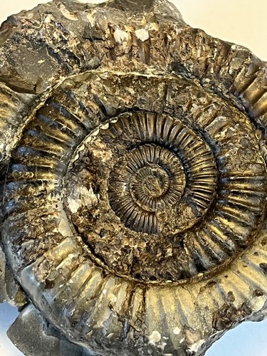 Large dactylioceras - large, sp
