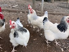 LIGHT SUSSEX Chicken Hatching