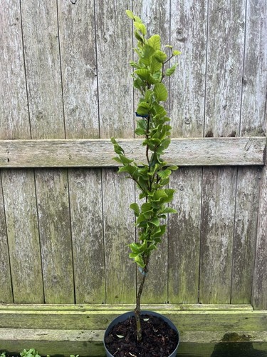 Beech dawyck gold - gold', 80/100cm