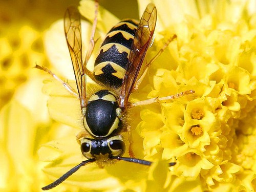 Real wasp insect - real,