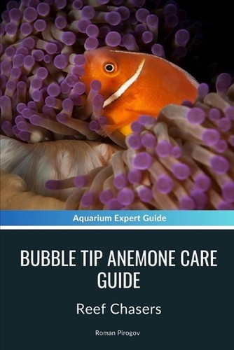 Bubble tip anemone - bubble,