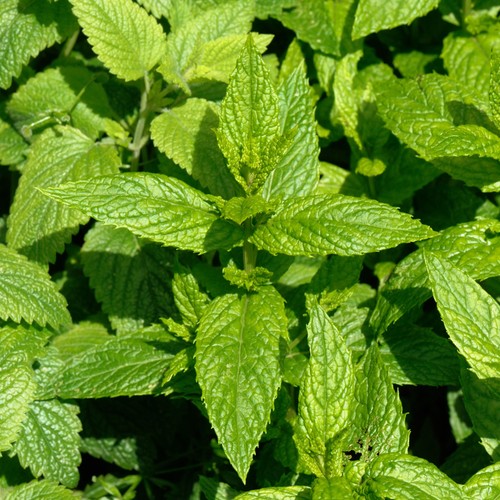 Spearmint herb culinary - spearmint,