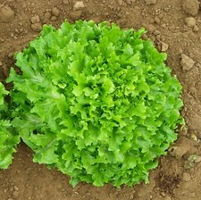 Endive Lettuce Plug Plants -