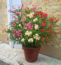 'Tricolour' Oleander Bushes