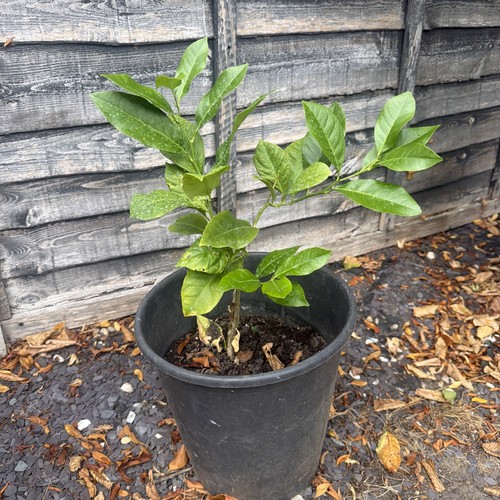Real lemon tree bonsai - tree,
