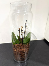 Phalaenopsis Orchid without