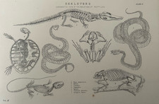Antique Engraving c1877 – Reptile Skeletons Python Alligator Iguana Chameleon