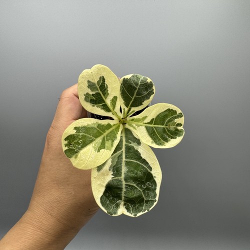 Ficus lyrata fiddle leaf - lyrata,
