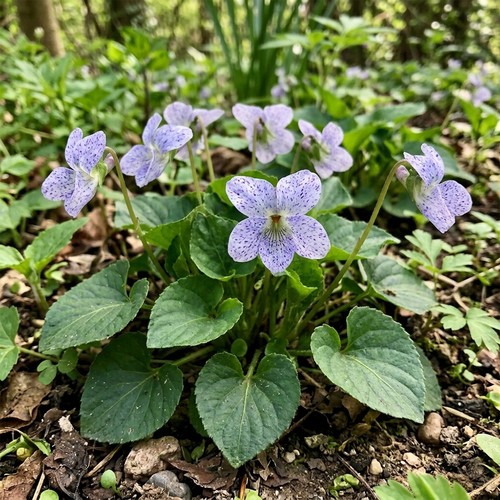 Viola dark freckles unusual - dark,