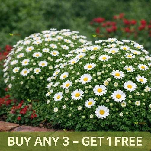 Snowland daisy 1300 seeds - -,