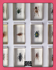 Insect Taxidermy Specimens -