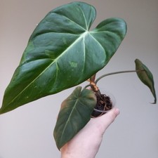 NEW! VERY RARE HYBRID