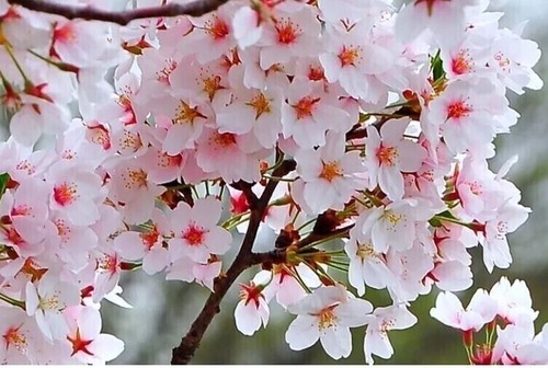 Fuji cherry blossom tree - fuji,