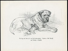PAPILLON AND BULLMASTIFF CHARMING VINTAGE 1930'S DOG ART PRINT by KF BARKER