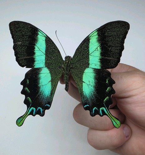 Papilio blumei set - blumei,