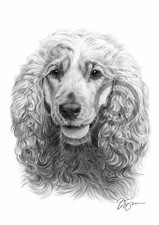 COCKER SPANIEL pencil drawing