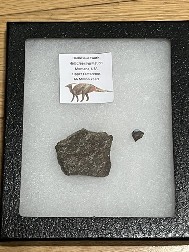 Genuine hadrosaur tooth - genuine,