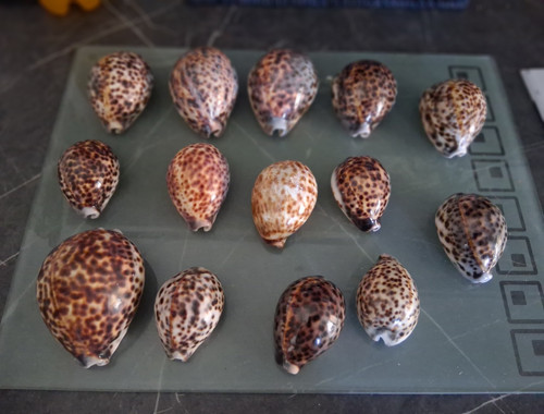 Tiger cowrie assorted - tiger,