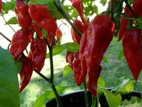 Chili pepper bhut jolokia - chili,