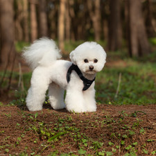 Small Dog Breathable Mesh Harness Soft Puppy Vest Chest Strap 3XS-L SGSPET