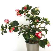 Camellia japonica cv GENERAL