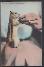 Animals Postcard - Jimmy The Chipmunk - The Tavern Pet   RS5341