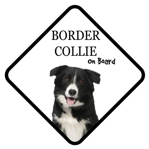 Border collie board car - collie,