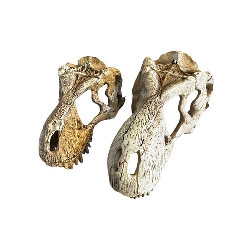Komodo rex skull - t, reptile