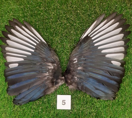 Genuine british magpie wings - british, 5
