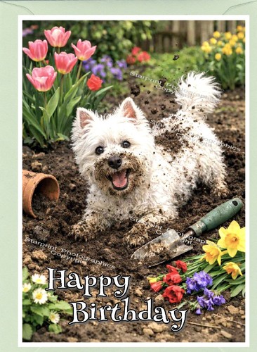 West highland white - white, terrier