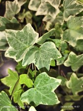 Variegated hedera helix - variegated,