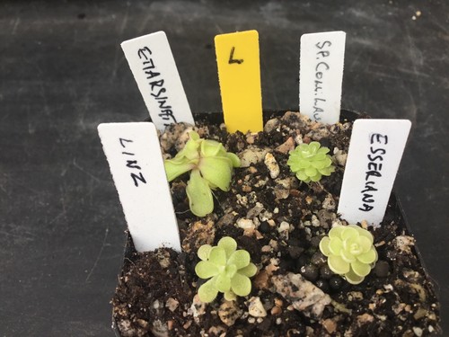 Pinguicula collection l - pinguicula, collection.