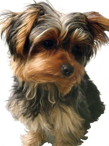 Yorkshire terrier glossy - yorkshire,