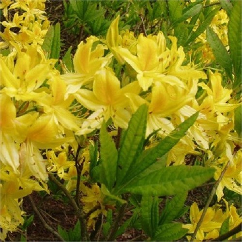 Rhododendron luteum 10l - luteum,