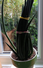 Sansevieria Bacularis Mikado Style - Large Spear Plant succulent in pot