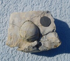 RARE FLINT SEA URCHIN FOSSIL SUFFOLK FIND RARE PIECE