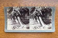 Original Underwood & Underwood