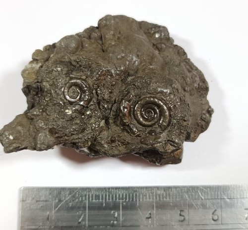 Ammonite pyrite - ammonite,,