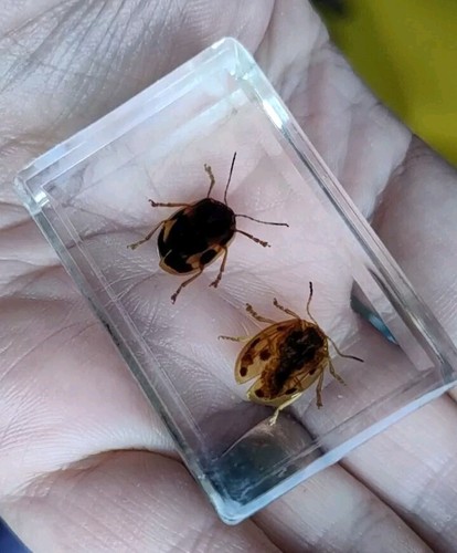Real bug beetle insect - real,