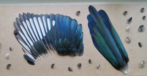 Magpie feather set - , of